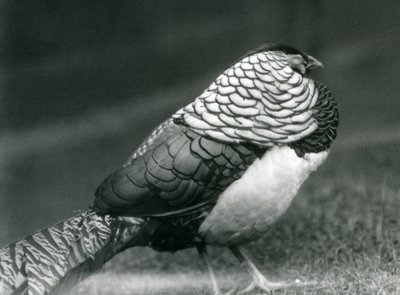 Samiec bażanta Lady Amherst, stojący na trawie, londyńskie zoo autorstwa Frederick William Bond