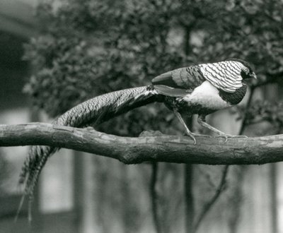 Samiec bażanta Lady Amherst spacerujący po poziomej gałęzi w londyńskim zoo w 1926 r. autorstwa Frederick William Bond