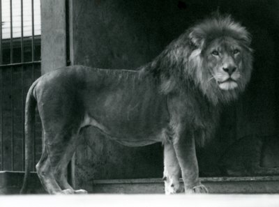 Samiec lwa w londyńskim zoo, czerwiec 1924 autorstwa Frederick William Bond