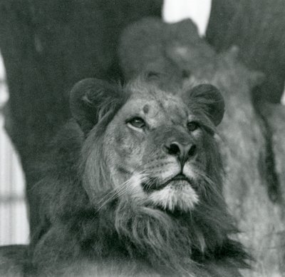 Samiec lwa w londyńskim zoo w 1929 roku (zdjęcie czarno-białe) autorstwa Frederick William Bond