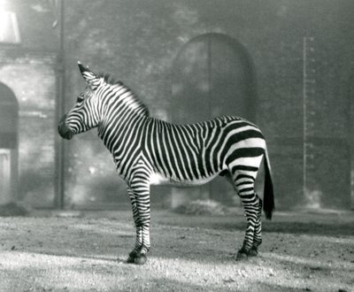 Samiec Zebra górska x Hartmanns Zebra górska stojący na swoim padoku w londyńskim zoo we wrześniu 1927 r. autorstwa Frederick William Bond