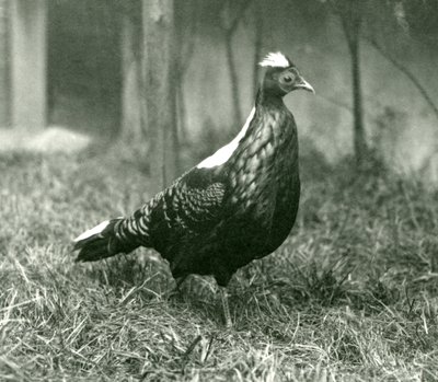 Samiec bażanta Swinhoes w londyńskim zoo, wrzesień 1923 autorstwa Frederick William Bond