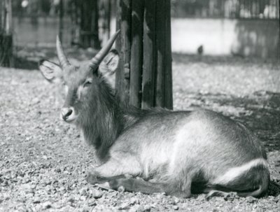 Samiec Kobus ellipsiprymnus, siedzący na swoim wybiegu w londyńskim zoo, lata 20. autorstwa Frederick William Bond