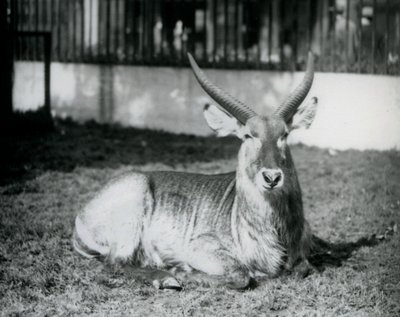 Samiec kozła wodnego leżący na trawie na swoim padoku w londyńskim zoo w 1928 roku (zdjęcie czarno-białe) autorstwa Frederick William Bond