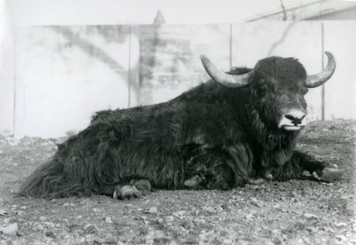 Samiec Jaka leżący w swoim wybiegu w londyńskim zoo w sierpniu 1928 r. (zdjęcie czarno-białe) autorstwa Frederick William Bond