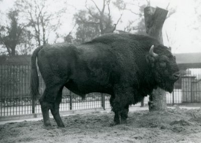 Samiec żubr stojący na trawie w swoim padoku. Londyńskie zoo, październik 1927. Bezbronne żubry są również znane jako żubry lub żubry. autorstwa Frederick William Bond