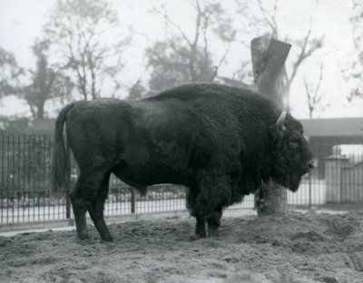 Samiec żubr stojący na trawie w swoim padoku. Londyńskie zoo, październik 1927. Bezbronne żubry są również znane jako żubry lub żubry. autorstwa Frederick William Bond