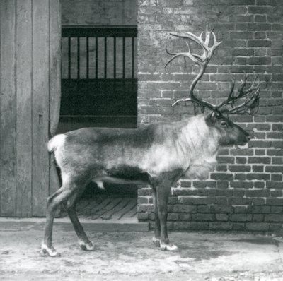 Dojrzały jeleń renifer stojący na swoim padoku w londyńskim zoo w 1925 r. autorstwa Frederick William Bond