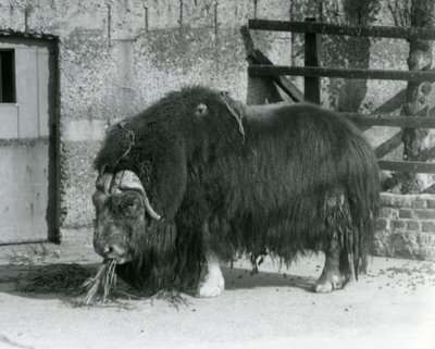 Dojrzały byk Muskox, również pisany wół piżmowy i stojący wół piżmowy, jedzący na swoim padoku w londyńskim zoo w 1931 r. (zdjęcie czarno-białe) autorstwa Frederick William Bond