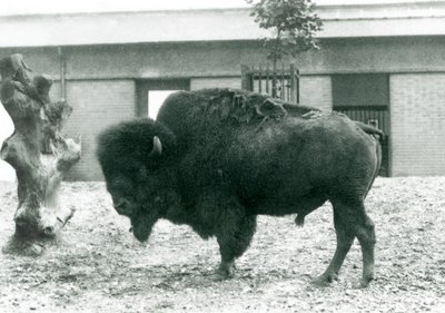 Zagrożony amerykański byk BizonBuffalo stojący na wybiegu, londyńskie zoo, 1927 r. autorstwa Frederick William Bond
