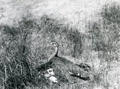 Prawie zagrożony drop arabski, rozkładający skrzydła blisko ziemi, wśród kawałka wysokiej trawy, Londyńskie Zoo, lipiec 1925 autorstwa Frederick William Bond