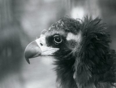Prawie zagrożony wyginięciem euroazjatycki sęp czarny w londyńskim zoo, 1927 r. autorstwa Frederick William Bond