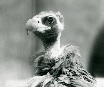 Bliski zagrożenia euroazjatycki sęp czarny w londyńskim zoo, lipiec 1926 r. autorstwa Frederick William Bond