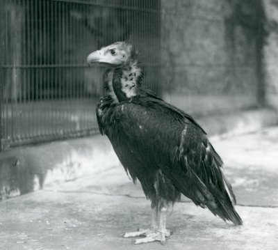 Niemal zagrożony sęp zwyczajny stojący w londyńskim zoo, 1927 autorstwa Frederick William Bond