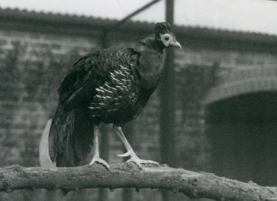 Prawie zagrożony ogień Viellots lub Crested fireback, stojący na gałęzi, londyńskie zoo, 1927 autorstwa Frederick William Bond