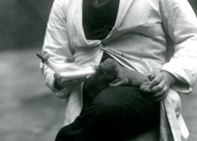 Noworodek lwiątko karmione butelką przez swojego opiekuna, londyńskie zoo, 1923 autorstwa Frederick William Bond