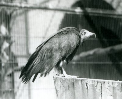 Obecnie krytycznie zagrożony sęp kapturowy stojący na kłodzie, londyńskie zoo, wrzesień 1925 autorstwa Frederick William Bond
