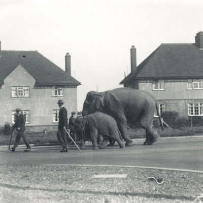 Para słoni indyjskich wędrująca z Tilbury do ZSL Whipsnade autorstwa Frederick William Bond