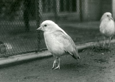 Para Kagusów, lub Cagous, stojących na podłodze ich zagrody w londyńskim zoo, 1927 autorstwa Frederick William Bond