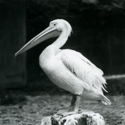 Pelikan stojący na pniu w londyńskim zoo we wrześniu 1925 r. autorstwa Frederick William Bond