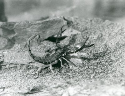 Skorpion w londyńskim zoo w 1929 roku (zdjęcie czarno-białe) autorstwa Frederick William Bond