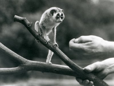 Smukły loris stojący na gałęzi trzymanej przez dozorcę, londyńskie zoo, sierpień 1926 autorstwa Frederick William Bond