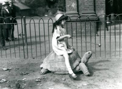 Mała dziewczynka Betty wyciąga kij z jabłkiem na końcu, by prowadzić żółwia olbrzymiego, na którym jeździ, londyńskie zoo, 1924 autorstwa Frederick William Bond