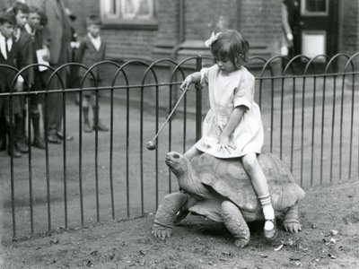 Mała dziewczynka Betty wyciąga kij z jabłkiem na końcu, by prowadzić żółwia olbrzymiego, na którym jeździ, londyńskie zoo, 1924 autorstwa Frederick William Bond