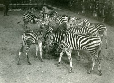 Małe stado zebr Chapmans, w tym młode, londyńskie zoo w 1923 r. autorstwa Frederick William Bond