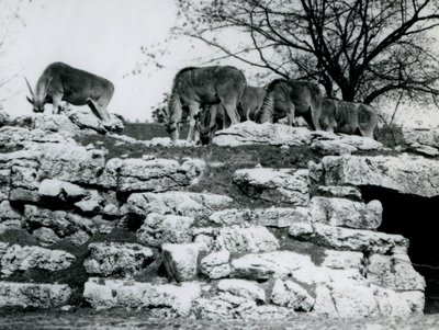 Małe stado Common Eland pasące się wśród skał na wybiegu ElandAntelope Paddock w londyńskim zoo w czerwcu 1925 r. autorstwa Frederick William Bond