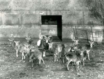 Małe stado Muflonów w londyńskim zoo w listopadzie 1926 r. autorstwa Frederick William Bond