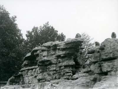 Oddział świętych pawianów wśród skał na „Monkey Hill”, londyńskie zoo autorstwa Frederick William Bond