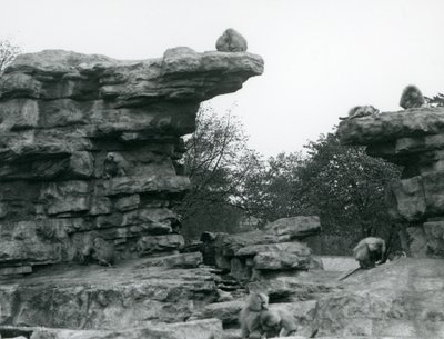 Oddział świętych pawianów wśród skał na „Monkey Hill”, londyńskie zoo autorstwa Frederick William Bond