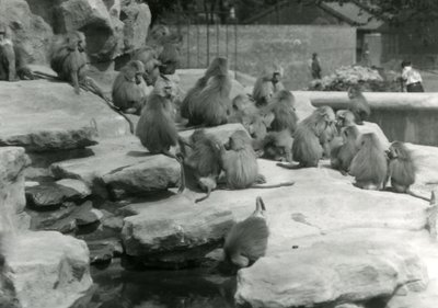 Oddział świętych pawianów, w tym jeden pijący z basenu, wśród skał „Monkey Hill”, londyńskie zoo autorstwa Frederick William Bond