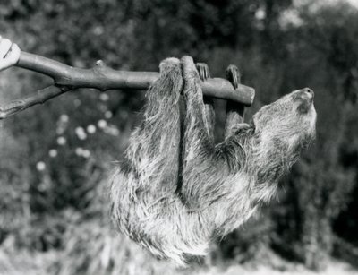 Leniwiec dwupalczasty zwisający z odciętej gałęzi, trzymany przez opiekuna w londyńskim zoo, wrzesień 1925 r. autorstwa Frederick William Bond