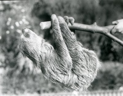 Leniwiec dwupalczasty zwisający z odciętej gałęzi, trzymany przez opiekuna w londyńskim zoo, wrzesień 1925 r. autorstwa Frederick William Bond
