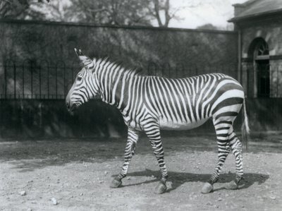 Bezbronna Zebra Hartmana stojąca na swoim padoku w londyńskim zoo autorstwa Frederick William Bond