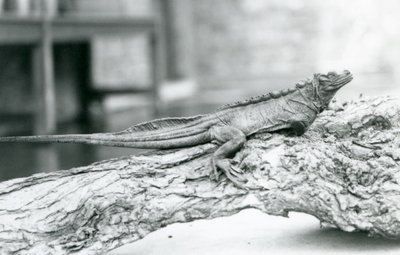 Bezbronna jaszczurka żaglowata odpoczywająca na kłodzie w londyńskim zoo w 1928 r. (zdjęcie czarno-białe) autorstwa Frederick William Bond