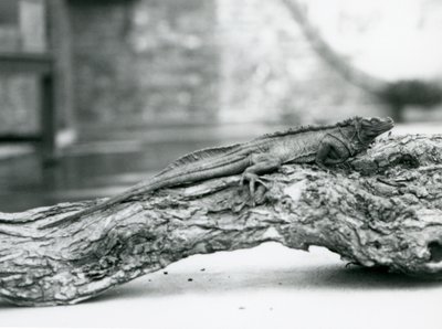 Bezbronna jaszczurka żaglowata spoczywająca na kłodzie w londyńskim zoo w 1928 r. (zdjęcie czarno-białe) autorstwa Frederick William Bond
