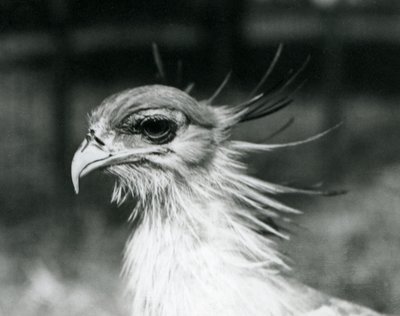 Bezbronny Secretary Bird lub Secretarybird w londyńskim zoo w 1928 r. (zdjęcie czarno-białe) autorstwa Frederick William Bond