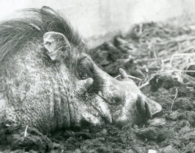 Guziec odpoczywający w błocie w londyńskim zoo, 1927 autorstwa Frederick William Bond