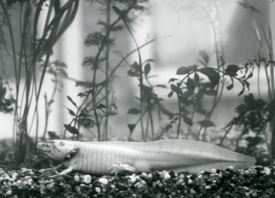 Biała aksolotl / meksykańska salamandra spoczywająca na żwirze na dnie zbiornika w londyńskim zoo w 1928 r. (zdjęcie czarno-białe) autorstwa Frederick William Bond