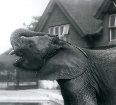 Młody słoń afrykański z trąbą uniesioną do czoła, londyńskie zoo, sierpień 1925 r. autorstwa Frederick William Bond