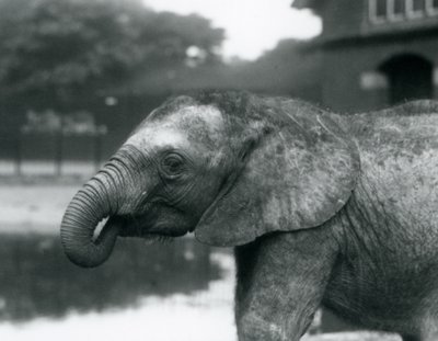 Młody słoń afrykański z końcem trąby w pysku, londyńskie zoo, sierpień 1925 r. autorstwa Frederick William Bond
