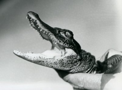 Młody aligator trzymany na szyi przez opiekuna, Londyńskie Zoo, sierpień 1928 (zdjęcie czarno-białe) autorstwa Frederick William Bond