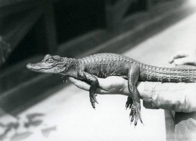 Młody aligator trzymany w ręku swojego opiekuna, londyńskie zoo autorstwa Frederick William Bond