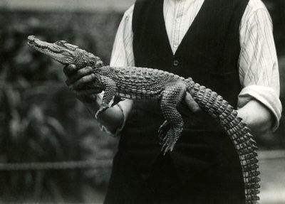 Młody aligator amerykański trzymany przez swojego opiekuna, londyńskie zoo, 1924 autorstwa Frederick William Bond