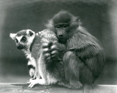 Młody pawian przytula się do lemura katta na belce, londyńskie zoo, 1925 autorstwa Frederick William Bond