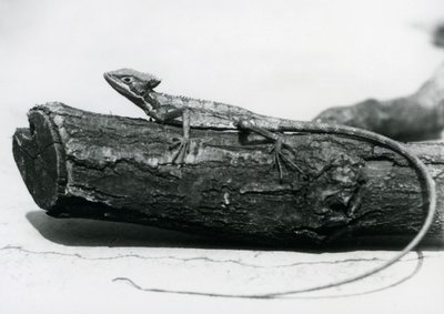 Młoda jaszczurka bazyliszka odpoczywająca na kłodzie w londyńskim zoo w sierpniu 1928 r. (zdjęcie czarno-białe) autorstwa Frederick William Bond