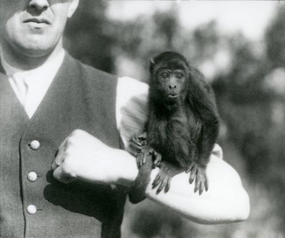 Młody Black Howler Monkey siedzi na ramieniu mężczyzny z chwytnym ogonem owiniętym wokół nadgarstka, Londyńskie zoo, 1923 (fot. bw) autorstwa Frederick William Bond